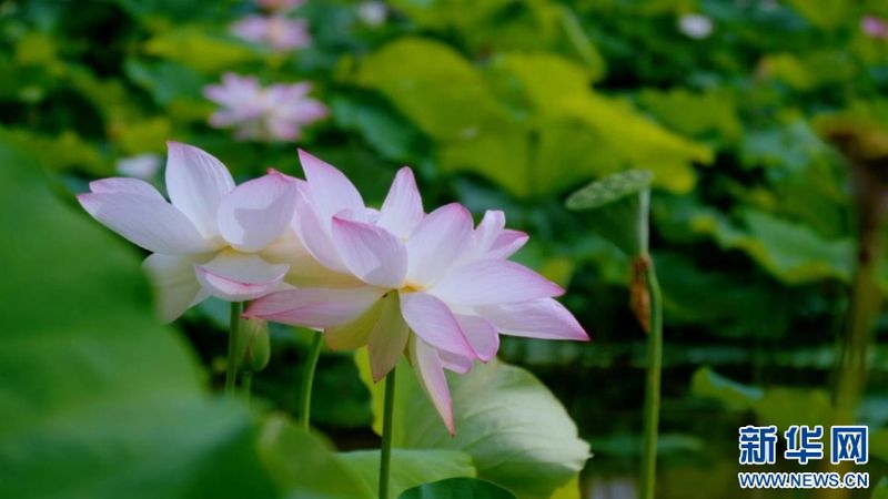 福建省南平市武夷山五夫镇万亩荷塘荷花盛放，满是古典诗词的悠然意境。新华网发（陈慧强 摄）