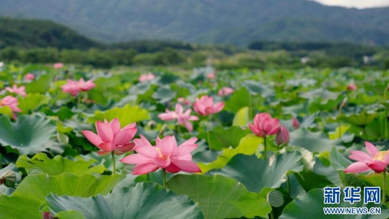 福建省南平市武夷山五夫镇万亩荷塘荷花盛放，满是古典诗词的悠然意境。新华网发（陈慧强 摄）