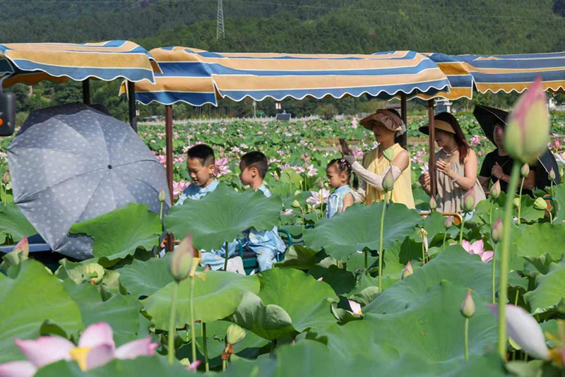 7月4日，游人乘坐小火车在五夫镇的万亩荷塘观赏荷花。中国日报供稿