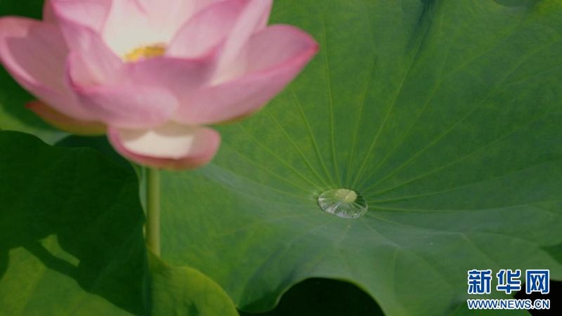 福建省南平市武夷山五夫镇万亩荷塘荷花盛放，满是古典诗词的悠然意境。新华网发（陈慧强 摄）