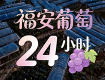 福安葡萄的24小时