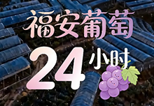 福安葡萄的24小时