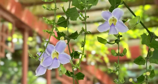 出圈！成片紫色花瀑！就在光明港公园