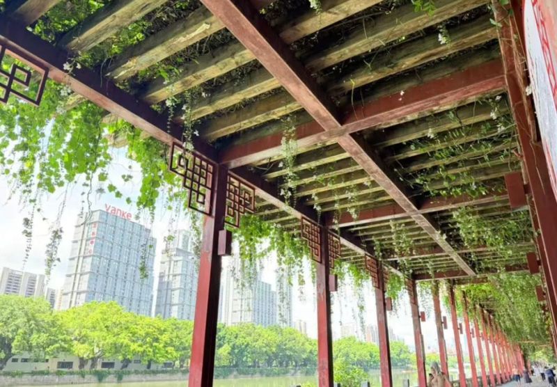 光明港公园里的紫色廊架景致出圈，成片大花老鸦嘴藤蔓覆盖近百米的朱红色中式长廊，形成紫色花瀑的立体花海，吸引众多市民前来打卡。