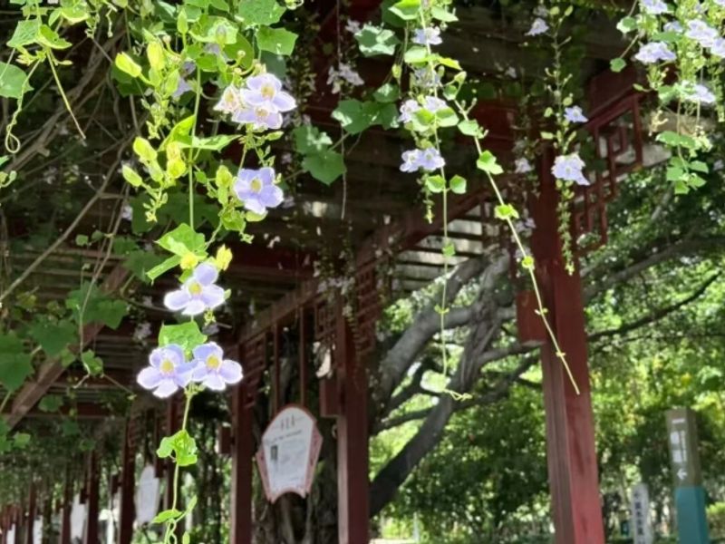 光明港公园里的紫色廊架景致出圈，成片大花老鸦嘴藤蔓覆盖近百米的朱红色中式长廊，形成紫色花瀑的立体花海，吸引众多市民前来打卡。