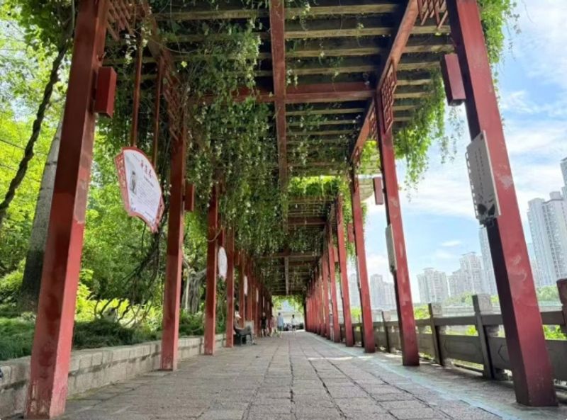 光明港公园里的紫色廊架景致出圈，成片大花老鸦嘴藤蔓覆盖近百米的朱红色中式长廊，形成紫色花瀑的立体花海，吸引众多市民前来打卡。