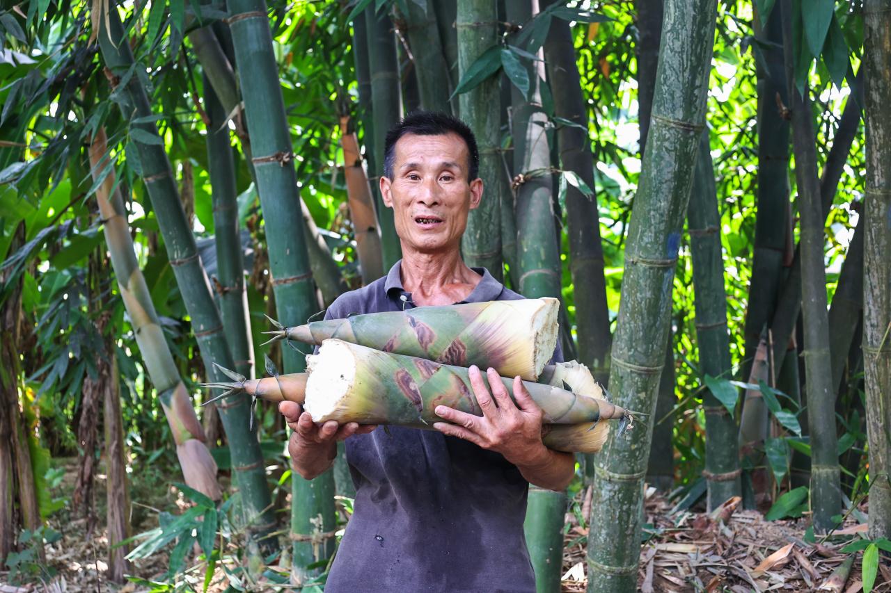 在连江县蓼沿乡溪东村，饱含山水灵气的“六月麻笋”，连忙从土里探出头来，为市民的夏日餐桌添上一口鲜甜。