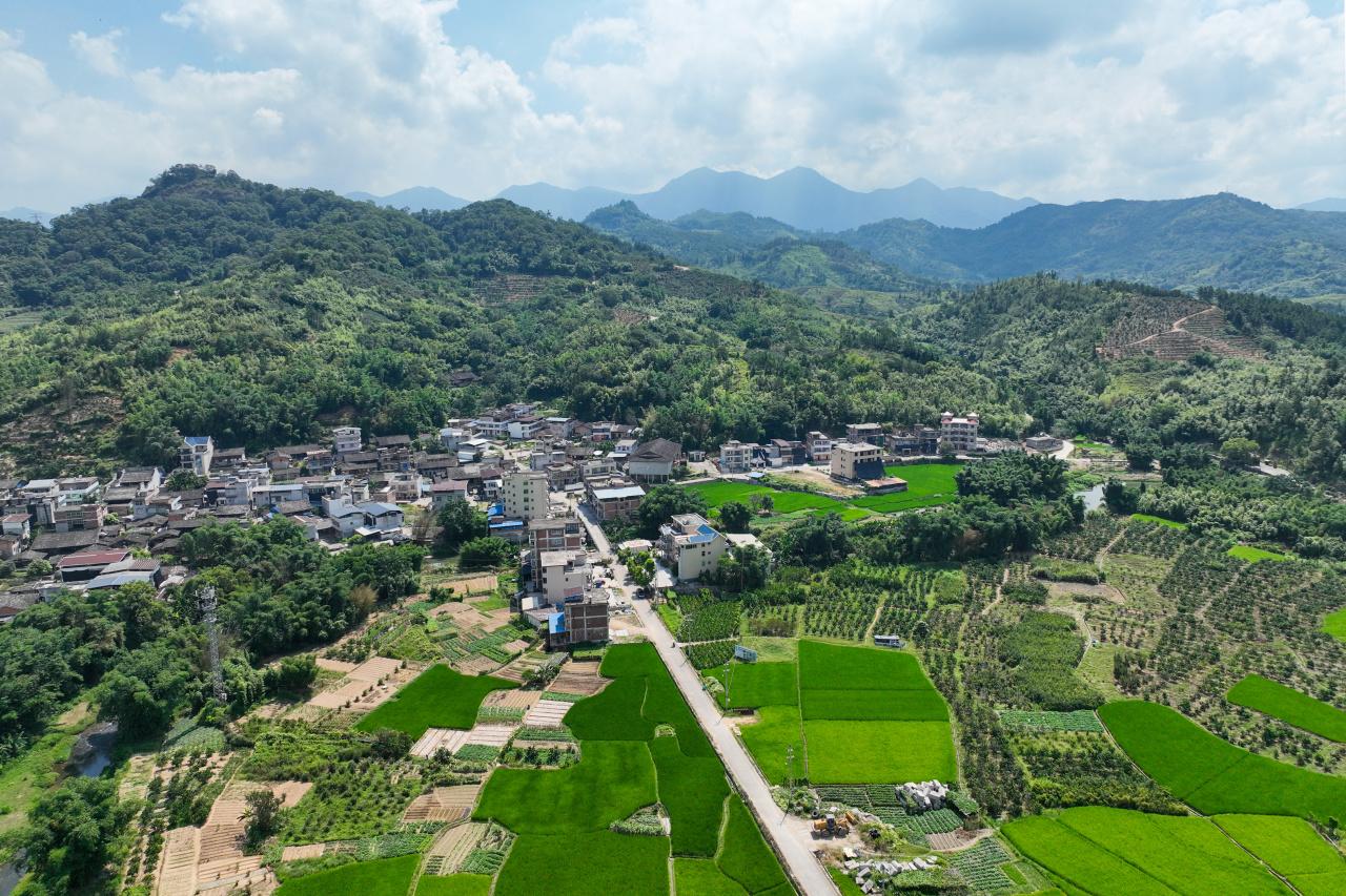 在连江县蓼沿乡溪东村，饱含山水灵气的“六月麻笋”，连忙从土里探出头来，为市民的夏日餐桌添上一口鲜甜。