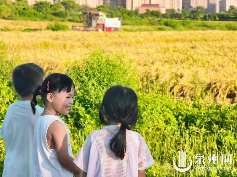 孩童驻足田边，近距离感受家门口的丰收景致。
