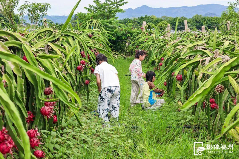 正值暑假，不少市民携家带口专程前来体验田园采摘的乐趣。连江融媒体供图