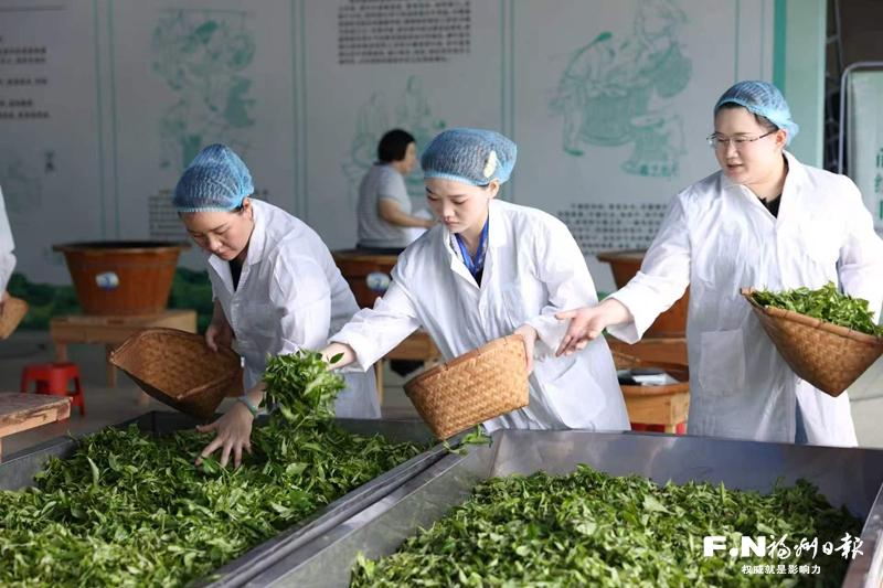 福州茶叶加工职业技能大赛举行 近40名选手同台竞技
