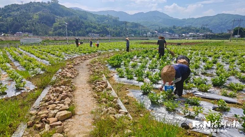 闽清上汾村300亩茉莉花基地为来年采摘“练兵”