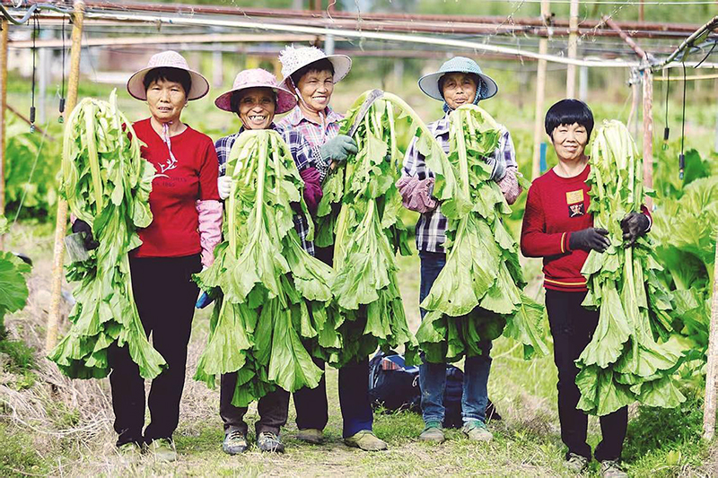 漳州平和芦溪镇的“芦溪咸菜”腌制技艺被列入漳州市非物质文化遗产代表性项目名录。图源：闽南日报