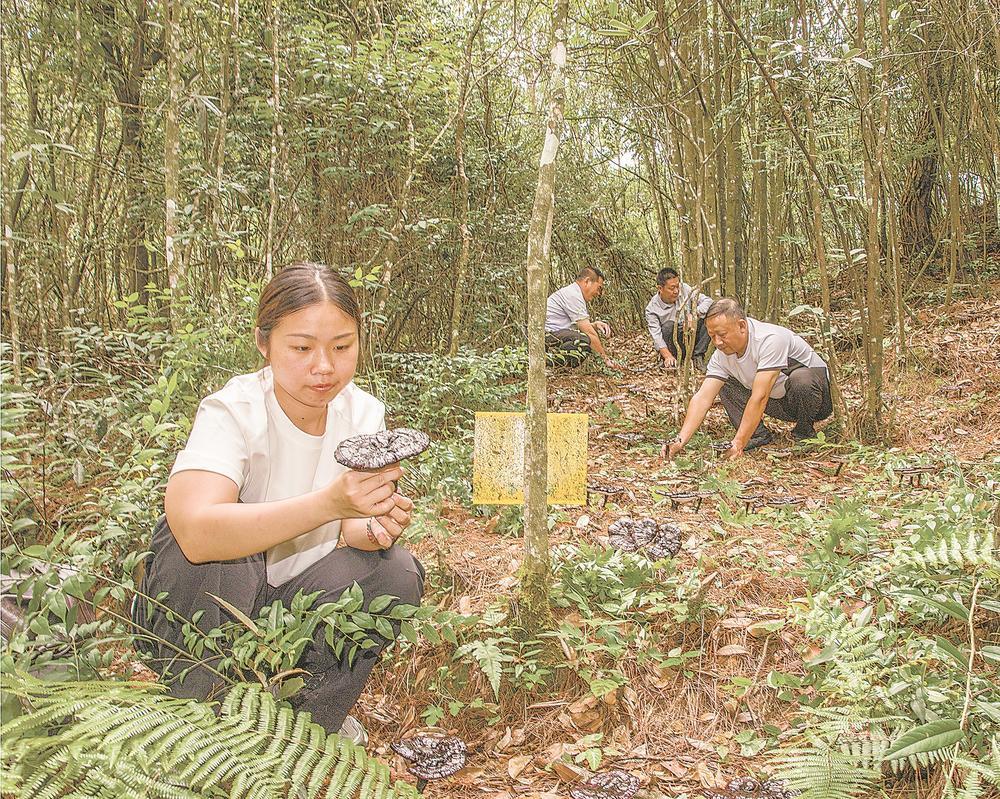 从示范基地看灵芝提质增效之路