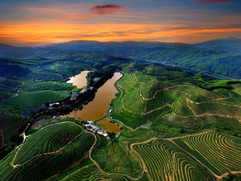 优山茶场