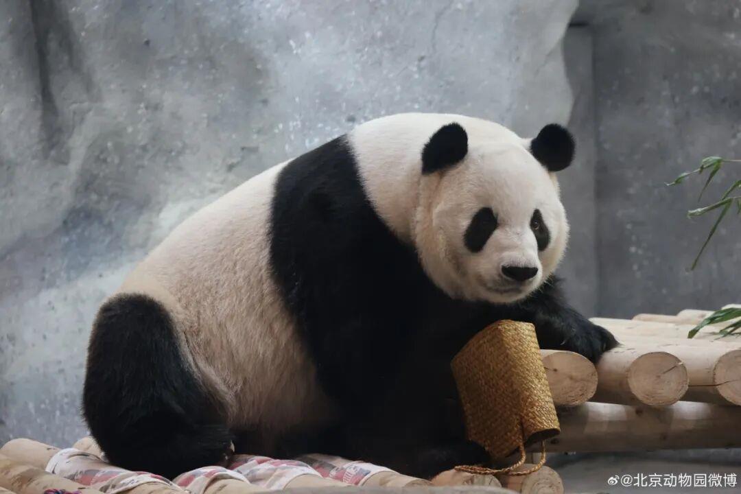 北京动物园回应大熊猫“萌兰”倒走行为