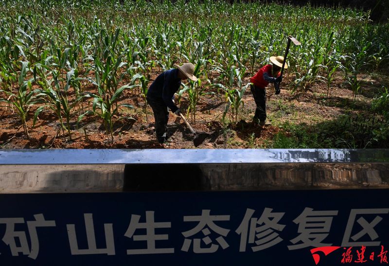 7月22日,永安市安砂镇苔茹村的矿山复垦耕地里绿意盎然,几名村民正穿梭在连片的玉米行间,弯腰忙着追肥、管护作物,昔日废弃矿地如今已是一派生机盎然的农耕景象。游庆辉 摄