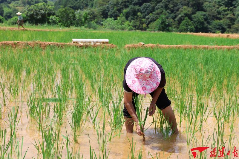7月22日,永安市安砂镇苔茹村加福煤矿矿区复垦的农田里,当地农民正抢抓农时在补插秧苗。吴美章 摄