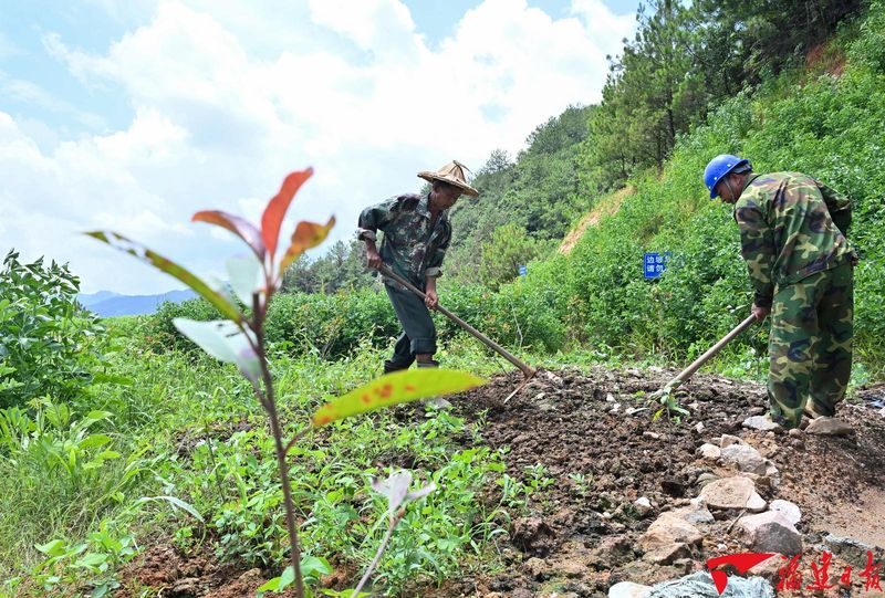 7月21日,工人在大田县太华镇万湖村废旧石矿山修复点上,增种植树木。游庆辉 摄
