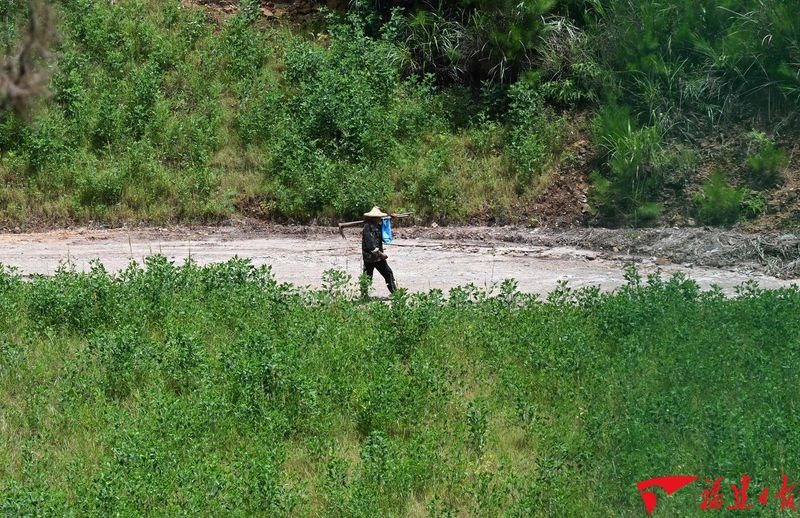 7月21日,大田县太华镇万湖村,村民漫步在绿意葱茏的乡间道路上。这条被草木环绕的便民路,正是从昔日满目疮痍的废弃矿区蝶变而来。游庆辉 摄