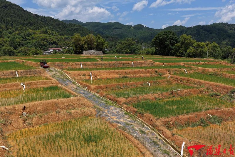 7月22日,永安市安砂镇苔茹村原永安煤业加福煤矿矿区经生态修复,变身为连片农田,一片生机盎然。游庆辉 摄