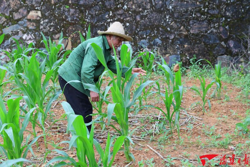 7月22日,永安市安砂镇苔茹村由半罗山煤矿区复垦的耕地里种着玉米等作物,村民在地里拾拣碎石。吴美章 摄