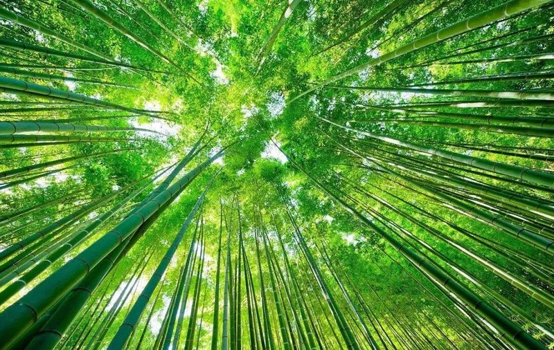 听，是山林清风拂过林海