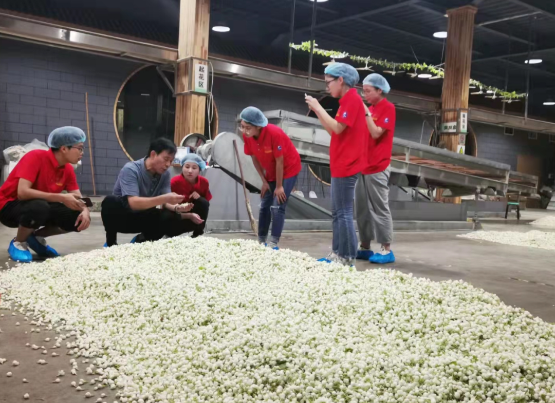 福州茉莉花茶：千年芬芳遇上创新活水，产业升级描绘“第二春”