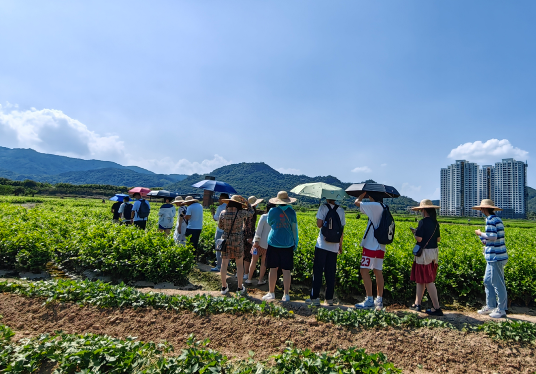 福州茉莉花茶：千年芬芳遇上创新活水，产业升级描绘“第二春”
