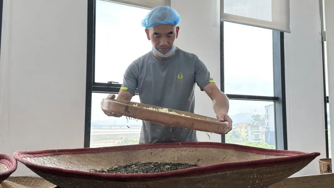 福州茉莉花茶:千年芬芳遇上创新活水,产业升级描绘“第二春”