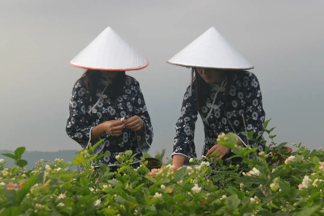 福州茉莉花茶:千年芬芳遇上创新活水,产业升级描绘“第二春”