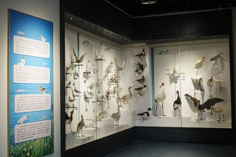 原有鸟类标本展柜完成升级改造，采用专业展柜按鸟类分支系统展示“鸟类族谱”。