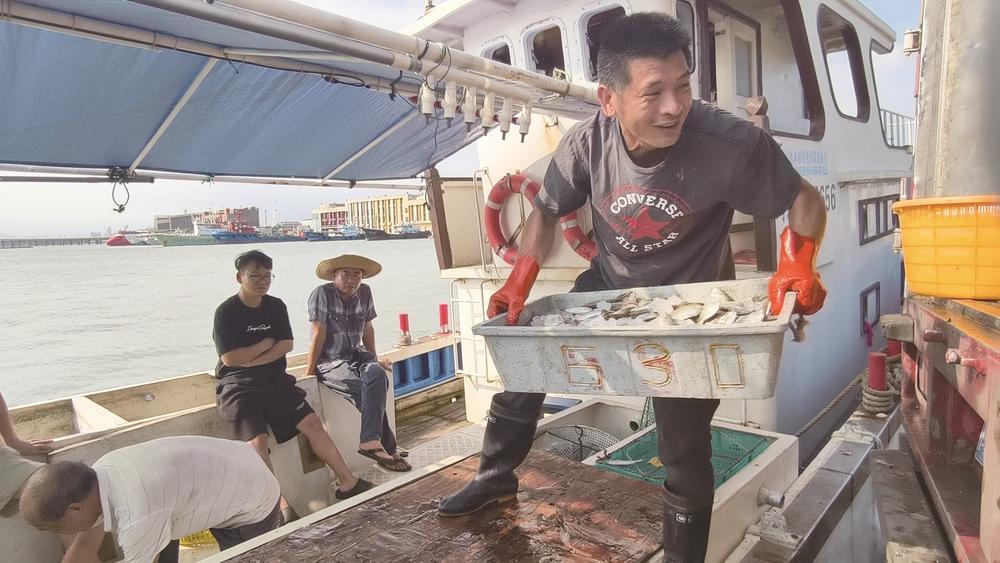 争鲜到胃！厦门“海鲜大军”陆续上岸