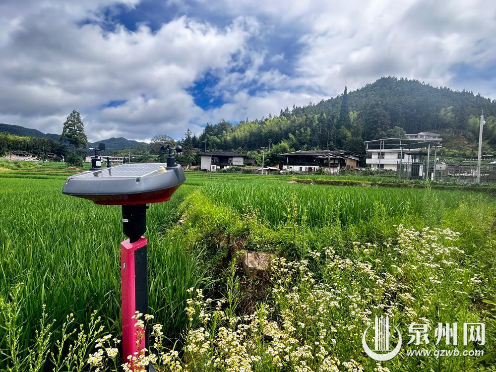 “田间哨兵”全天候在岗 泉州智慧植保守护粮农丰收梦