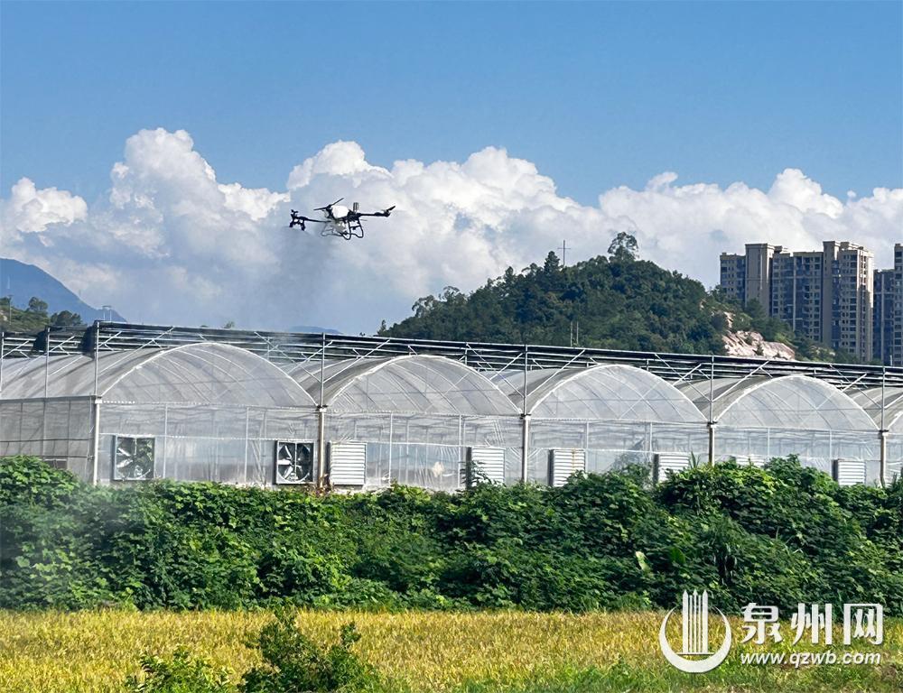 “田间哨兵”全天候在岗 泉州智慧植保守护粮农丰收梦
