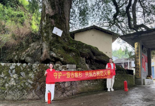 平安产险三明中心支公司：守护古紫杉 助农暖乡情