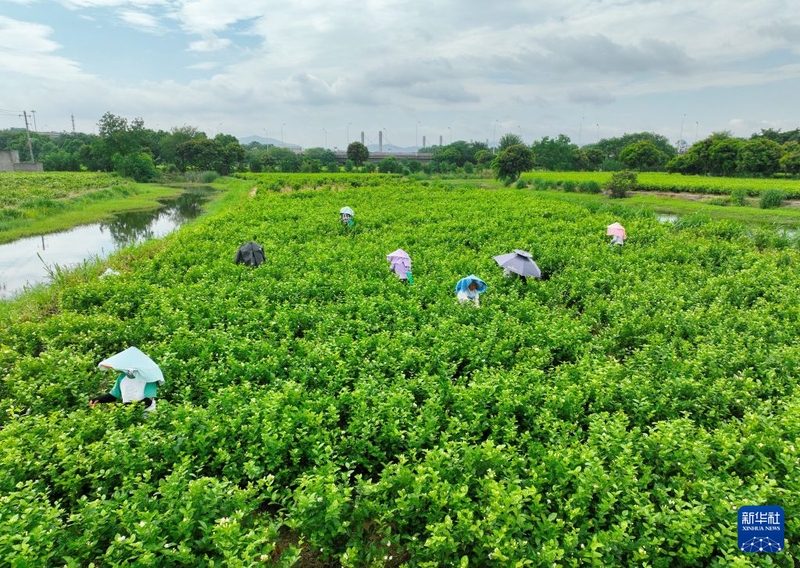 7月21日，花农在福建春伦集团管护的福州市仓山区盖山镇浦口村帝封江茉莉花基地采摘茉莉花（无人机照片）。新华社记者 林善传 摄