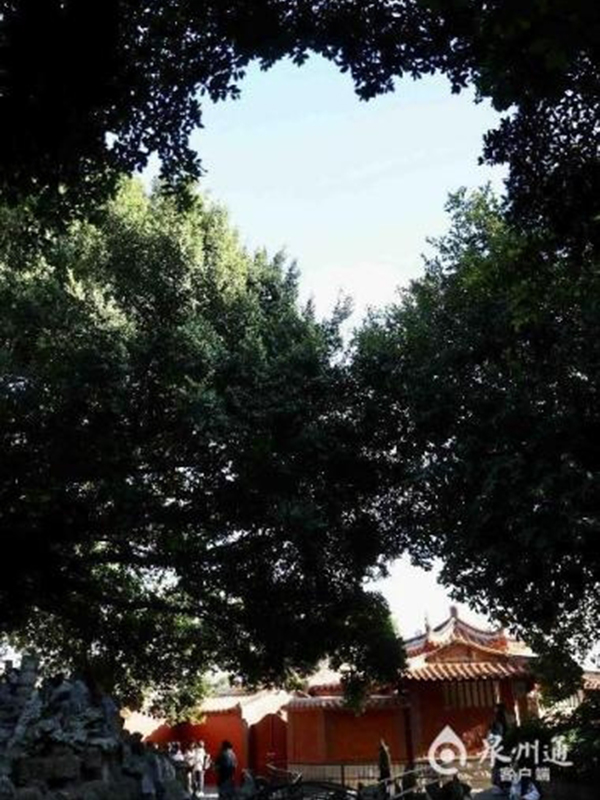 泉州开元寺“树之心”。图源：泉州通客户端