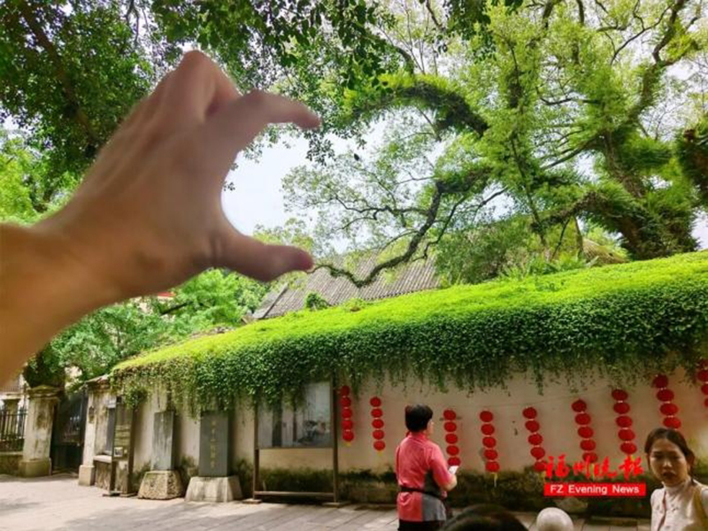 福州烟台山的比心树。图源：福州晚报
