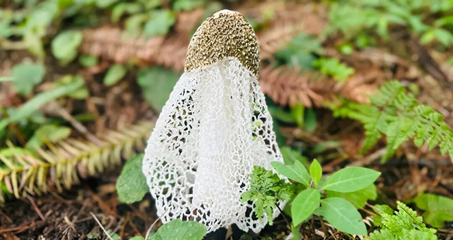 7-9月限定！藏在永泰近千米高山的山野好物可以采摘啦！