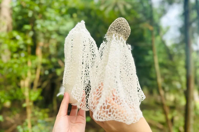 林间沃土之上，一朵朵竹荪破壳舒展，洁白蓬松的菌裙轻盈绽放。