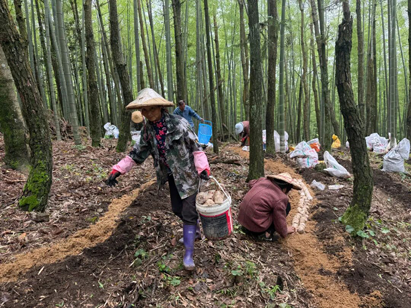 眼下，岭路乡长坑村山有田家庭农场的林下竹荪基地迎来丰收采摘季。
