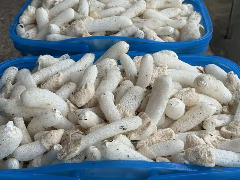林间沃土之上，一朵朵竹荪破壳舒展，洁白蓬松的菌裙轻盈绽放。