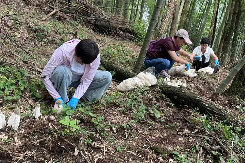 眼下，岭路乡长坑村山有田家庭农场的林下竹荪基地迎来丰收采摘季。