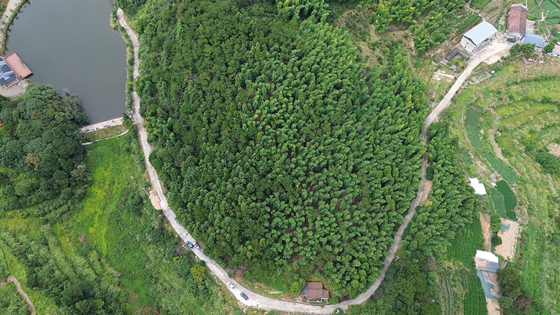 眼下，岭路乡长坑村山有田家庭农场的林下竹荪基地迎来丰收采摘季。