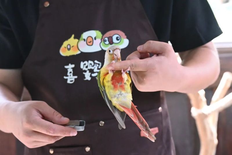 ▲“鸟员工”掌握唱歌、翻身等趣味技能