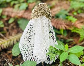 7-9月限定！藏在永泰近千米高山的山野好物可以采摘啦！