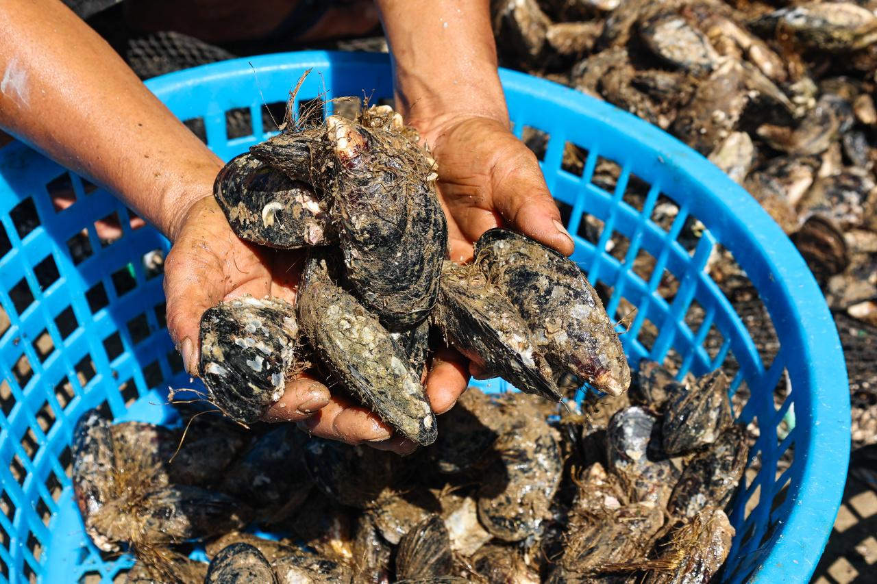 定海湾海域养殖出的贻贝个头饱满、口感鲜美，深受两岸食客青睐。