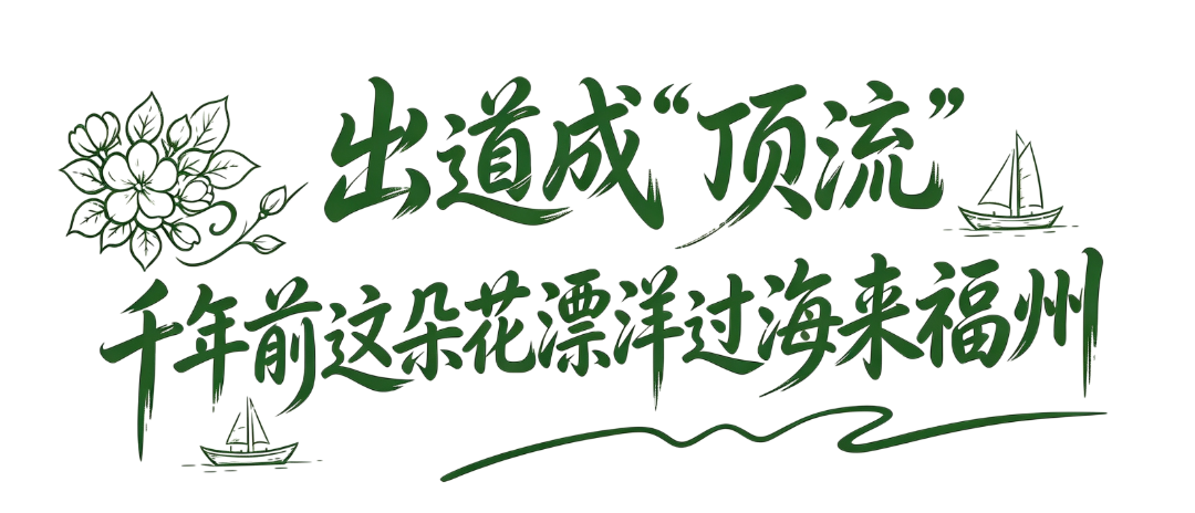 40℃的伏天,这茶一入口:香、透、清、亮、鲜、灵、甜、妙!你就喝吧,一喝一个不吱声