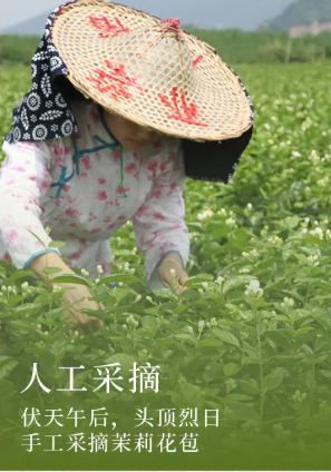 40℃的伏天,这茶一入口:香、透、清、亮、鲜、灵、甜、妙!你就喝吧,一喝一个不吱声
